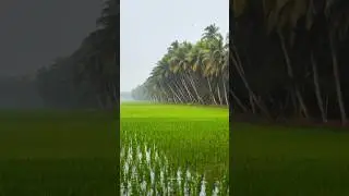 నరేంద్రపురం 💚🍃🌴#konaseema #amalapuram #shorts #nature #village #andhrapradesh #subscribe