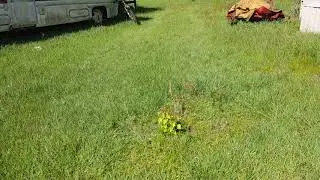 Charles & Astrid Halls Allow Tallow Tree Roots To Grow Under Mobile Home, May 7, 2018