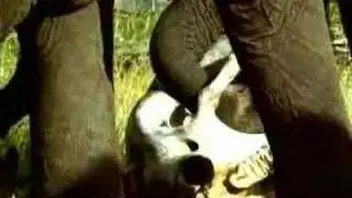 Elephant mourning the dead