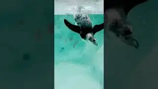 Penguin in Mumbai zoo || Inna hayati || @VirtualIndia360