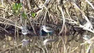 Greenshanks. Kotu Creek. Gambia. 23-2-2018