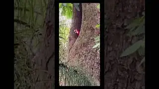 Mama scarlet macaw feeding her baby #scarletmacaw #tarcoles #nature #wildlife #bobmarley #birds