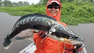 Mama Toman (Giant Snakehead)