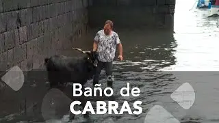 El tradicional baño de cabras del Puerto de la Cruz