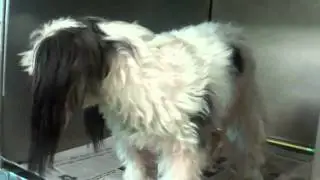 Phalene/papillion