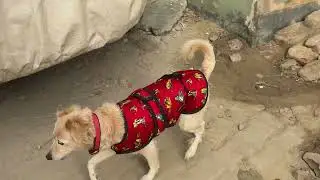 Vlog 1  I Sweety on the run #vlog #Sweetytheprettiest #pet #dog 