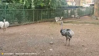 Thiruvananthapuram Zoo Kerala Videos