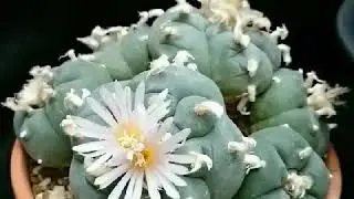 Title Time lapse of blooming of Lophophora williamsii