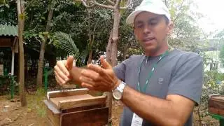 Abelhas Jataí: Saiba como cuidar delas - AGROTINS 2017