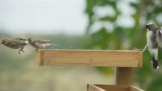 CAT TV - 🐦 Birds for Cats to Binge Watch at Home! Cats Love Birds 😻🐈