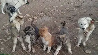 3 Adopcion cachorros husky | AgroAnuncios.es