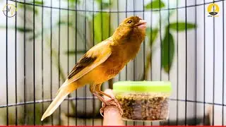 A Special Canary to Seduce All The Canaries - The Belgian Singing Canary - LC009