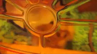 Hamster Duel