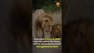 World Lion Day:  India&rsquo;s roar echoes globally