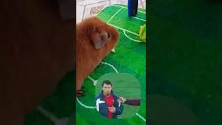 Шпунтик-футболист!)#guineapighome #морскиесвинки #pets #capybara #cuteanimals #bunny #football