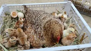 How to Hatch Fertile Chicken Eggs in Backyard Chicken🐣