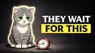 11 Things Your Cat DESPERATELY Wants You to Do (But Can't Tell You)