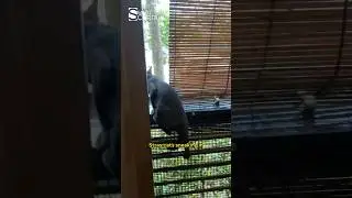 🐱 Cats Everywhere! Cafe Upgrade Day in Penang, from Bamboo Blinds to Zipblind outdoor blind!