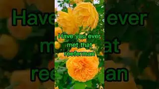 REEFERMAN short clip