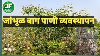 जांभूळ बाग पाणी व्यवस्थापन जांभूळ शेती #jamun #farming