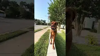 Ruby the ridgeback doing balance beam gymnastics #doglife #rhodesianridgeback #dog #dogsofyoutube