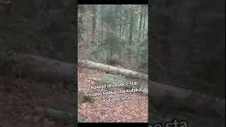 pitanje za sve drvosece sta mislite koliko ima cm2 u trupcu