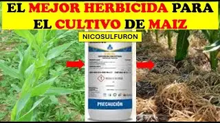 ✅EL MEJOR HERBICIDA PARA EL CULTIVO DE MAIZ✅ | AGRONOMIA | CULTIVO EXITOSO