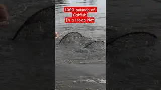 1000 POUNDS Of Catfish In Hoop Net!! #fishing #commercialfishing #shorts #viralvideo #music #viral
