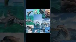 If zodiac signs were marine animals 🐬 #trendingshorts #zodiacacademy #aesthetic #marinelife