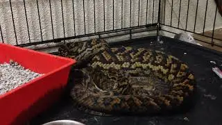 Snake in a cage