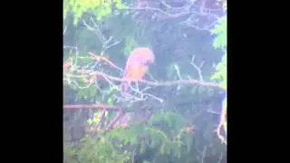 Hornuggla vid Storavan, V&auml;sterbotten