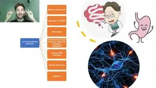 El sistema nervioso ent&eacute;rico (nociones b&aacute;sicas)