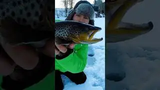 BROWN TROUT STUNNING ROCKY MOUNTAINS (Canmore Alberta) #icefishing #JawJacker
