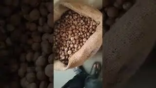 #arecanut #Betelnuts