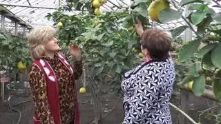 В лимонарии сезон урожая цитрусовых