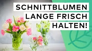 Schnittblumen lange frisch halten 🌷🌹  10 Hacks für Blumen aus dem Supermarkt