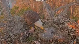 KNF Bald Eagle E3- bielik amerykański - Andria III karmi 🐥🐥 maluszki 2026 02 04