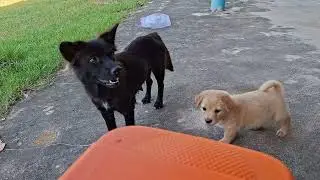 Doggy Adventures 🐶 | Cute Puppy Tricks & Heartwarming Pet Stories That Melt Your Heart