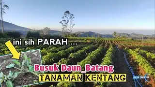 P4RAH ... Busuk DAUN Busuk BATANG Tanaman KENTANG || dieng farm