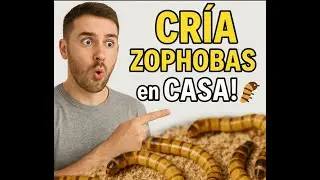 Cómo Criar Zophobas Paso a Paso 🐛 | Guía Completa para Tener tu Propio Criadero de Supergusanos