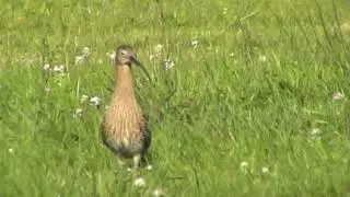 Brachvogel (Numenius arquata) - Curlew - Ein Video von KLAUS TAUX