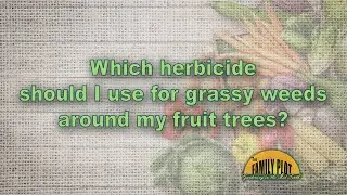 Which herbicide should I use for my grassy weeds around my fruit trees?