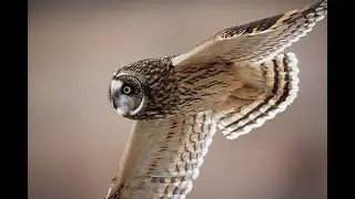 Shorty Shindig 2025 - Our second amazing experience with Short-eared owls!