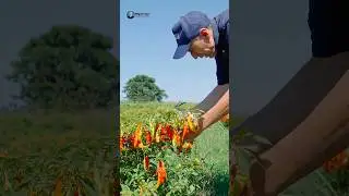 Lucas do Rio Verde: agricultura familiar que d&aacute; certo! 🌱🚜