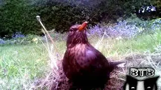 Blackbirbs love Synths tooo