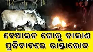 Cattle Pickup-van seized, Basudevpur