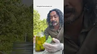 Black walnut tincture for thyroid protection & more #staysafedontdie
