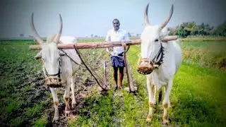 A farmer is always going to be rich next year
