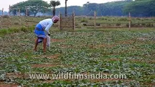 Picking fresh Parwal or pointed gourd in a rural Odisha farmland