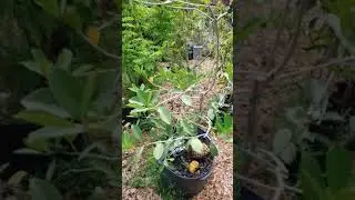 Lemon  guava tree !🍋 Excellent container tree